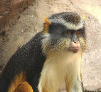 Image of: Cercopithecus wolfi (Wolf's monkey)