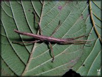 Anisomorpha ferruginea