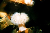 Metridium senile - Clonal Plumose Anemone