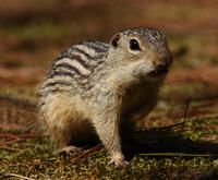 Image of: Spermophilus tridecemlineatus (thirteen-lined ground squirrel)