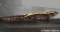 Paramesotriton laoensis