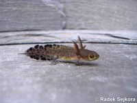 Triturus marmoratus - Marbled Newt