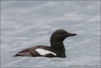 Cepphus grylle - Black Guillemot