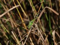 Image of: Erythemis simplicicollis