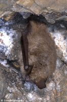 Myotis emarginatus - Geoffroy's Bat