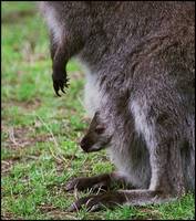 Macropus rufogriseus frutica - Bennett's wallaby