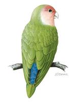 Image of: Agapornis roseicollis (rosy-faced lovebird)