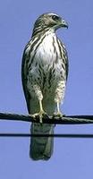 Image of: Buteo platypterus (broad-winged hawk)