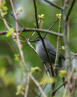 Image of: Dumetella carolinensis (gray catbird)