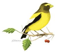 Image of: Hesperiphona vespertina (evening grosbeak)