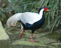 Image of: Lophura nycthemera (silver pheasant)