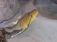 Python reticulatus - Reticulated Python