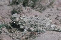 Phrynosoma coronatum - Coast Horned Lizard