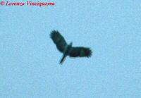 Philippine Eagle - Pithecophaga jefferyi