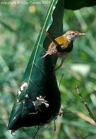 Common Tailorbird - Orthotomus sutorius