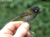 White-eared Tailorbird - Orthotomus cinereiceps