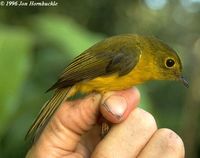 Citrine Canary Flycatcher - Culicicapa helianthea