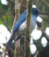 Island Flycatcher - Eumyias panayensis