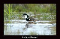 Red kneed Dotterel