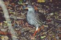 Natal Francolin - Francolinus natalensis