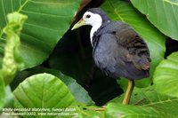 White-breasted Waterhen - Amaurornis phoenicurus