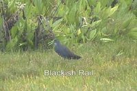 Blackish Rail - Pardirallus nigricans