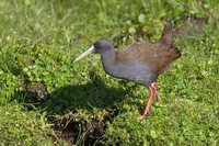 Plumbeous Rail - Pardirallus sanguinolentus