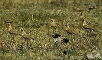 Oriental Plover - Charadrius veredus