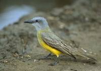 Couch's Kingbird (Tyrannus couchii) photo