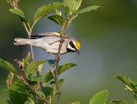 Golden-winged Warbler (Vermivora chrysoptera) photo