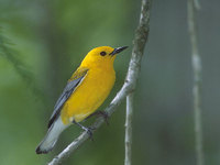 Prothonotary Warbler (Protonotaria citrea) photo