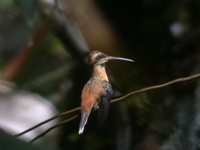 Reddish Hermit - Phaethornis ruber