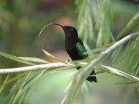 Purple-throated Carib - Eulampis jugularis