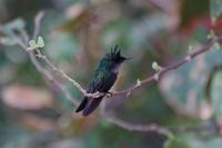 Antillean Crested Hummingbird - Orthorhyncus cristatus