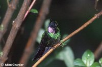 Tourmaline Sunangel - Heliangelus exortis