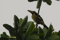 Lettered Aracari - Pteroglossus inscriptus