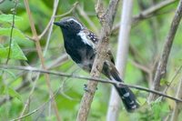 Rusty-backed Antwren - Formicivora rufa