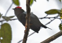 Lance-tailed Manakin - Chiroxiphia lanceolata