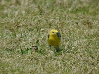 Citrine Wagtail - Motacilla citreola