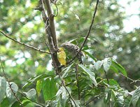 Stripe-backed Wren - Campylorhynchus nuchalis