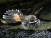 Rufous Fantail - Rhipidura rufifrons