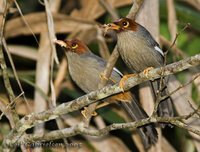 Chestnut-capped Laughingthrush - Garrulax mitratus