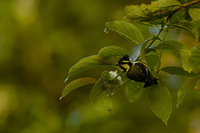 Black-lored Tit - Parus xanthogenys