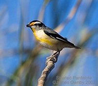 Striated Pardalote - Pardalotus striatus