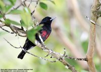 Black-and-crimson Oriole - Oriolus cruentus