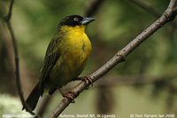 Baglafecht Weaver - Ploceus baglafecht