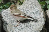 Mongolian Finch - Rhodopechys mongolica