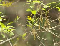 Golden-cheeked Warbler - Dendroica chrysoparia