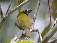 Yellow-green Grosbeak - Caryothraustes canadensis