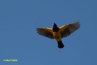 Yellow-rumped Marshbird - Pseudoleistes guirahuro